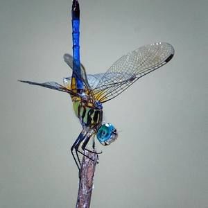 Meet your Posher, Ty